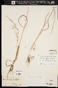 Bromus commutatus image