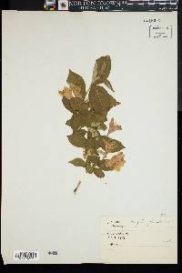 Image of Weigela japonica