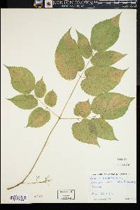 Aralia nudicaulis image