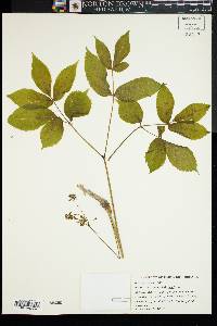 Aralia nudicaulis image