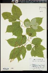 Aralia nudicaulis image