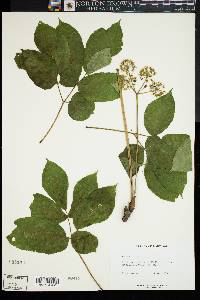 Aralia nudicaulis image