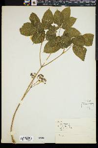 Aralia nudicaulis image