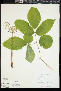 Aralia nudicaulis image