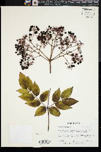 Aralia spinosa image