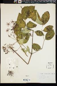 Aralia spinosa image