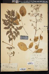 Aralia spinosa image