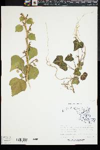 Hedera helix image