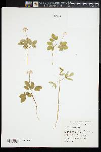 Panax trifolius image