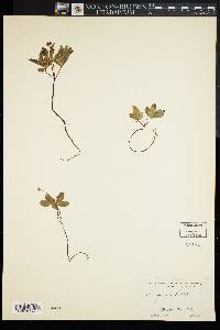 Panax trifolius image