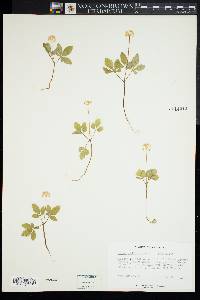 Panax trifolius image