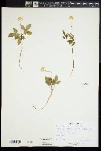 Panax trifolius image