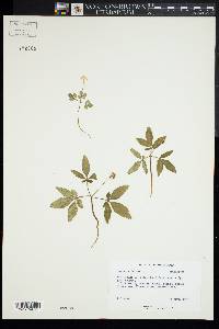 Panax trifolius image