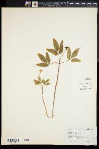 Panax trifolius image