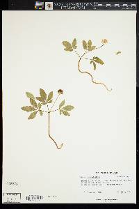 Panax trifolius image