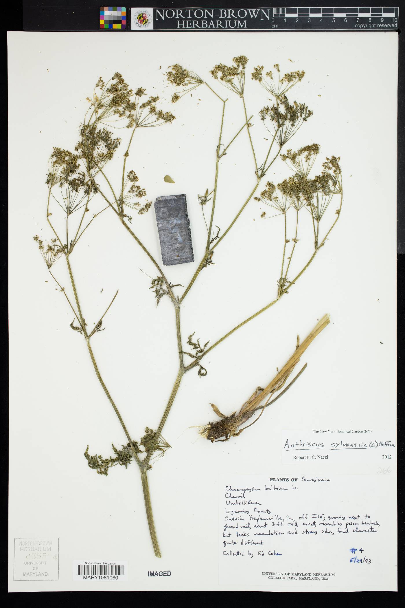 Anthriscus sylvestris image