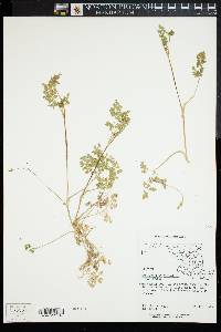 Chaerophyllum procumbens image