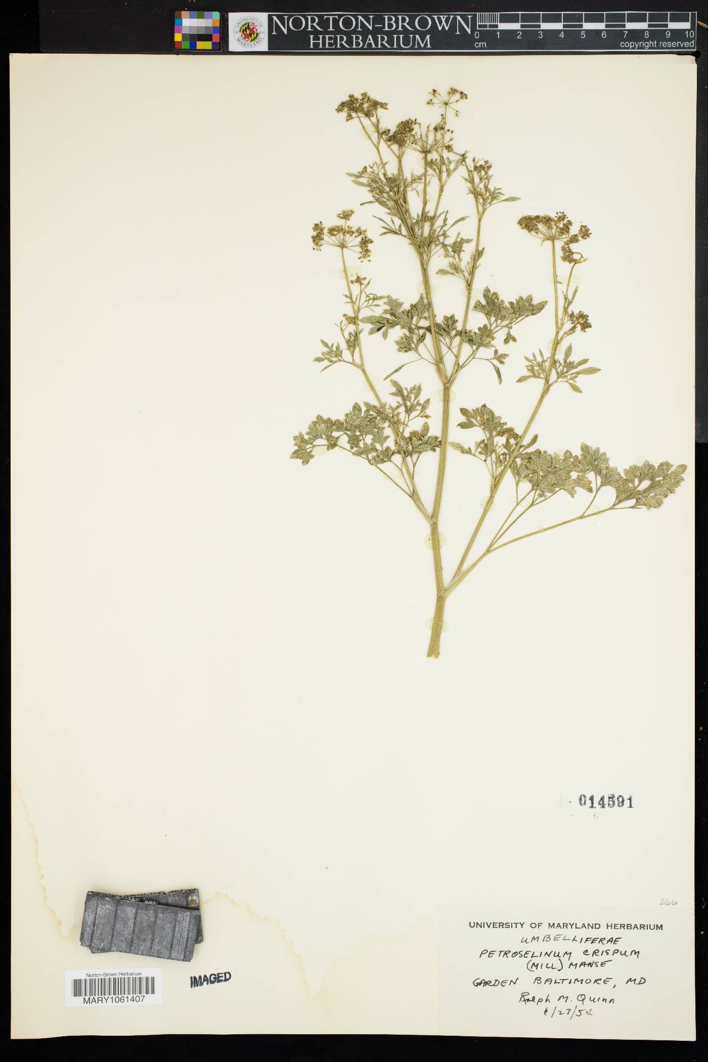 Petroselinum crispum image