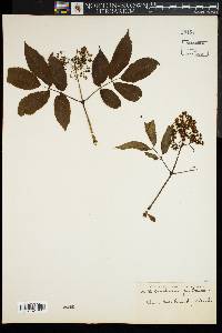 Sambucus racemosa subsp. racemosa image