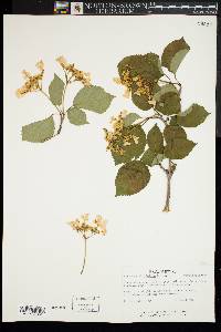 Viburnum lantanoides image