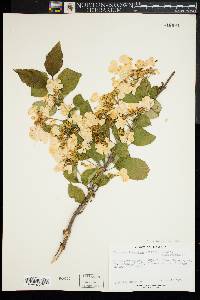 Viburnum lantanoides image