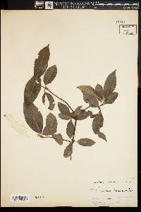 Viburnum cassinoides image