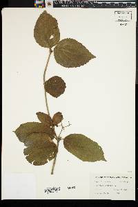 Viburnum lantana image