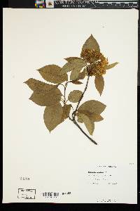 Viburnum lentago image