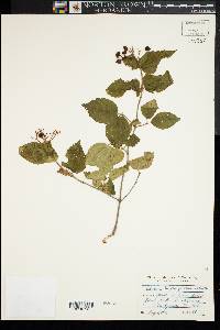 Viburnum rafinesqueanum image