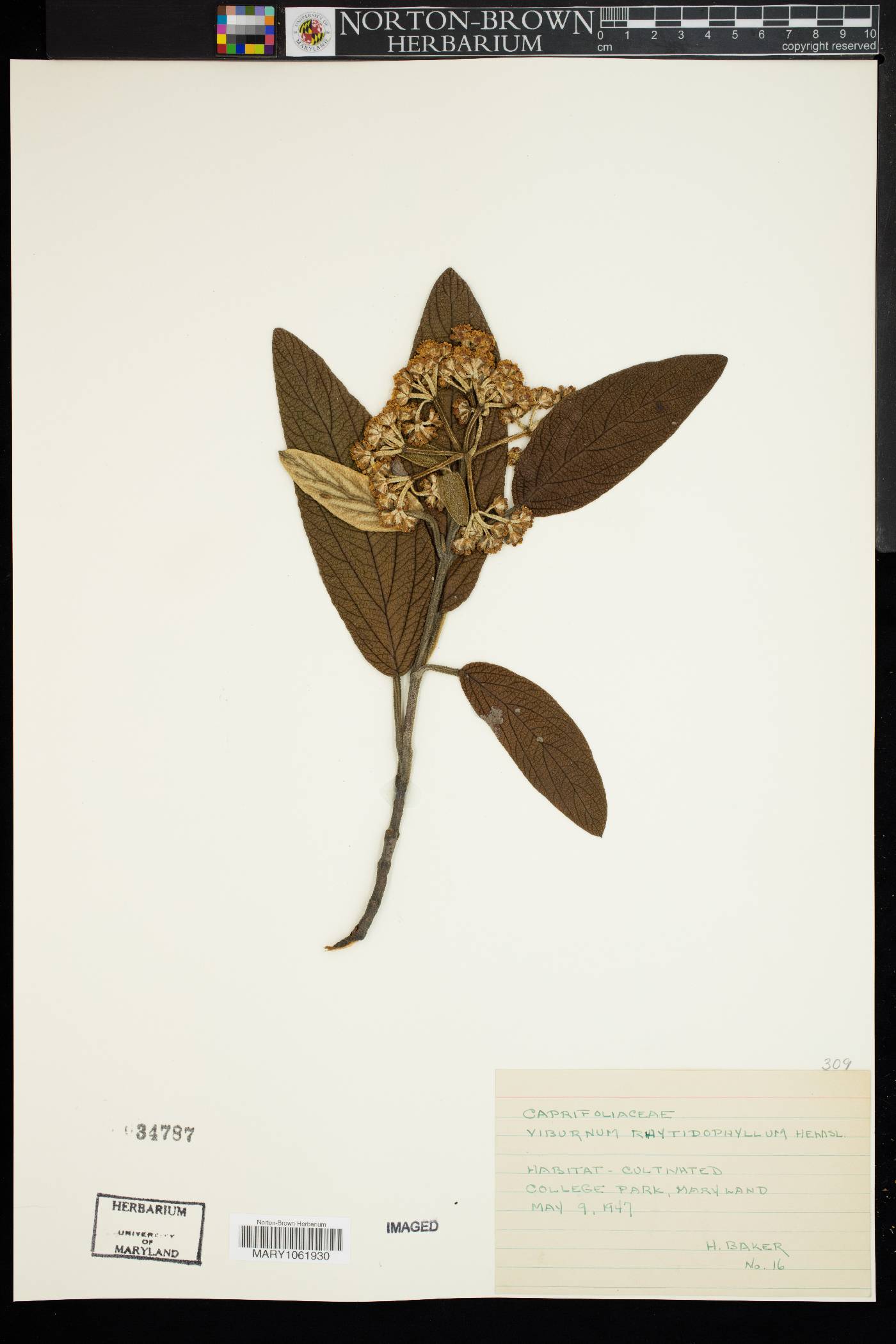 Viburnum rhytidophyllum image