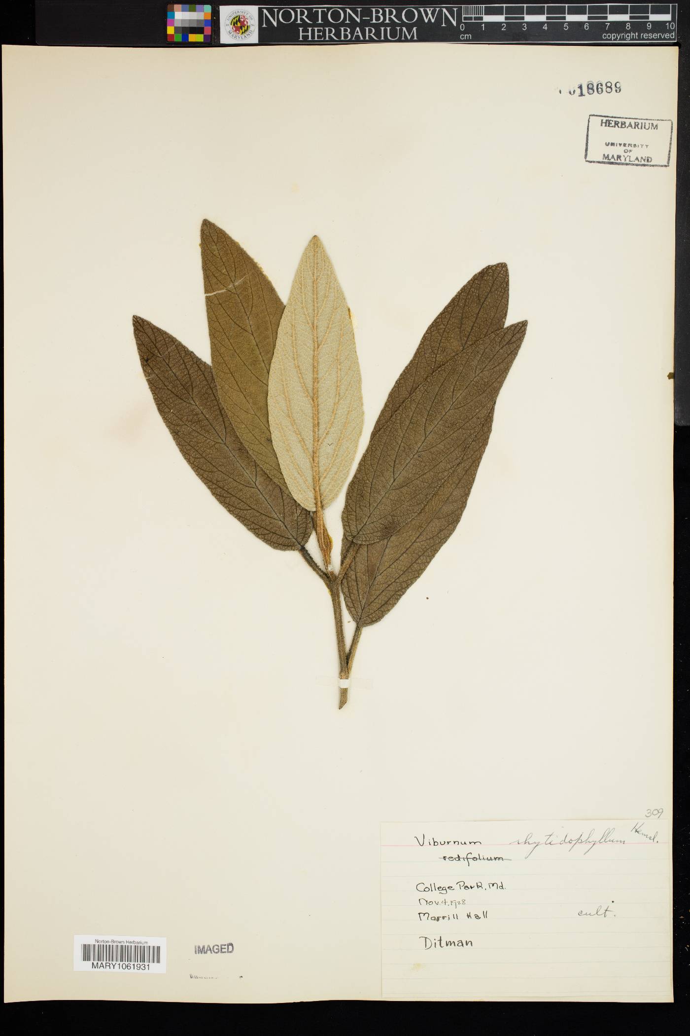 Viburnum rhytidophyllum image