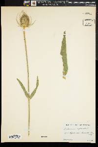 Dipsacus fullonum image