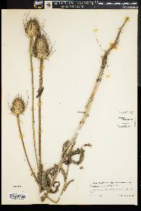 Dipsacus fullonum image