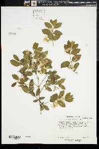 Lonicera morrowii image