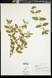 Lonicera tatarica image