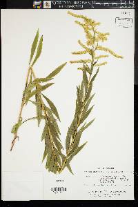 Solidago rupestris image