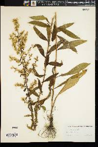 Solidago speciosa image