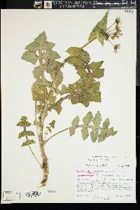 Sonchus oleraceus image