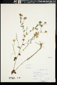 Symphyotrichum novae-angliae image