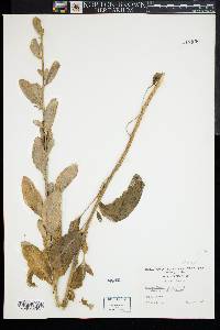 Image of Tanacetum balsamitoides