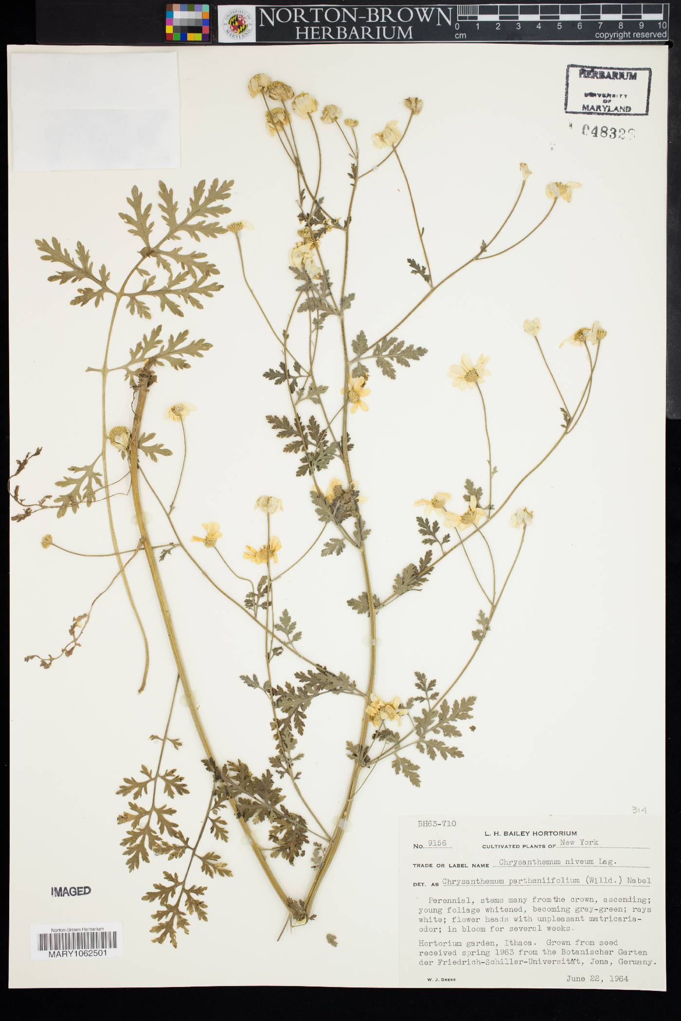 Tanacetum parthenifolium image