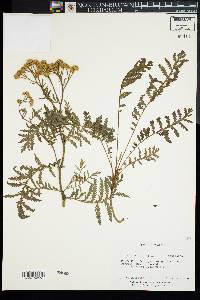 Tanacetum vulgare image