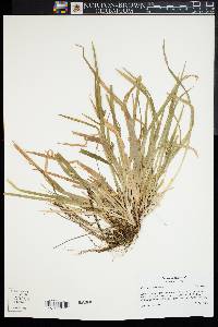 Carex abscondita image