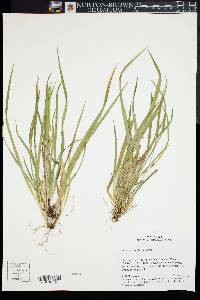 Carex abscondita image