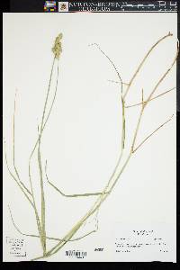 Carex alata image