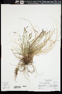 Carex albicans var. emmonsii image