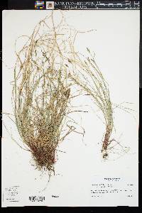 Carex albicans var. emmonsii image