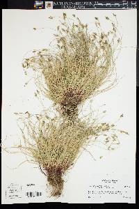 Carex albicans var. emmonsii image