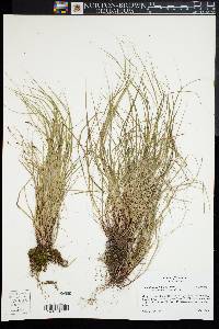 Carex albicans var. emmonsii image