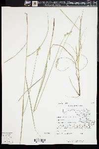 Carex albolutescens image